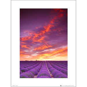 PDH00953 Tom Mackie Purple Field and Sky (40x50 cm)